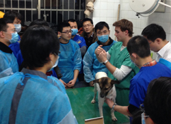 UC Davis Vets Hold Continuing Education Symposium in China