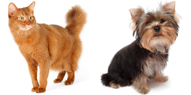 Nationwide Launches All-Inclusive Pet Insurance Plan