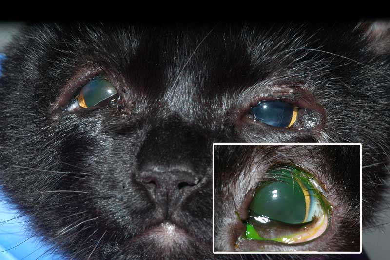 UC Davis Gives Cat New Eyelids
