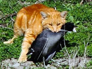 Experts Urge Keeping Housecats Inside, Sterilizing Feral Cats