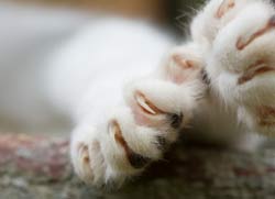 Santa Monica Votes To Draft Ordinance On Declaw Ban
