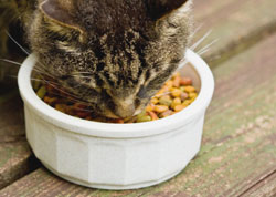 Australia Bans Pet Food Irradiation