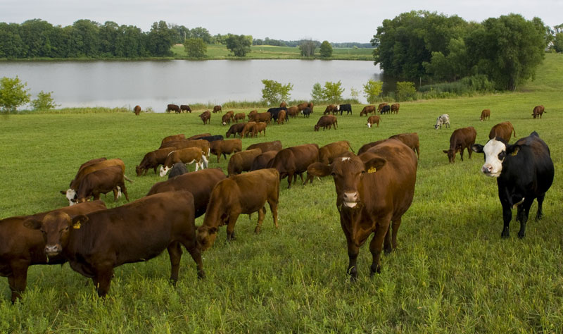 Another Investigation Takes Vet Industry to Task