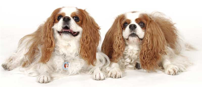 Heart Drug Effective in Canine MMVD