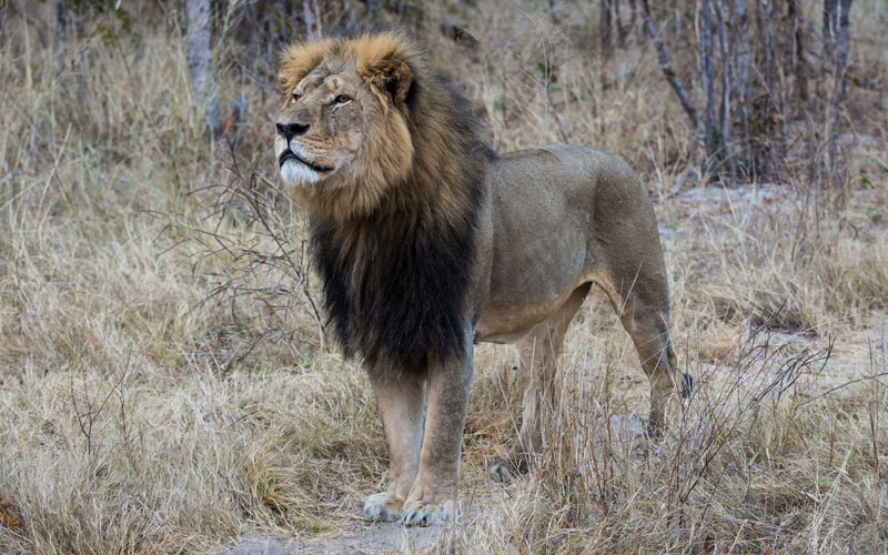 AVMA: Cecil the Lion ‘Suffered an Inhumane Death’