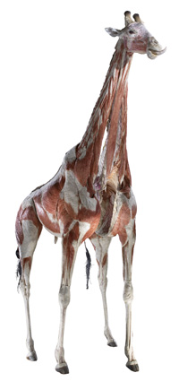 Chicago Museum To Showcase Inside Look At Animals