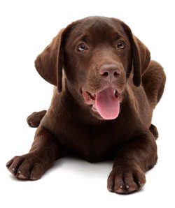 Labrador Retriever Still Most Popular Dog, AKC Reports