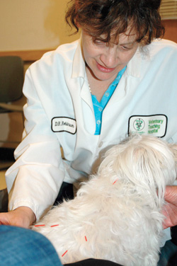 Comforting Cancer Patients With CAM