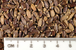 Milk Thistle Shows Promising Applications In Treating Liver Disease, Cancer
