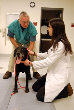 Cornell To Expand Veterinary Facilities, Enrollment