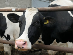 South Dakota Livestock Deaths Revised Downward
