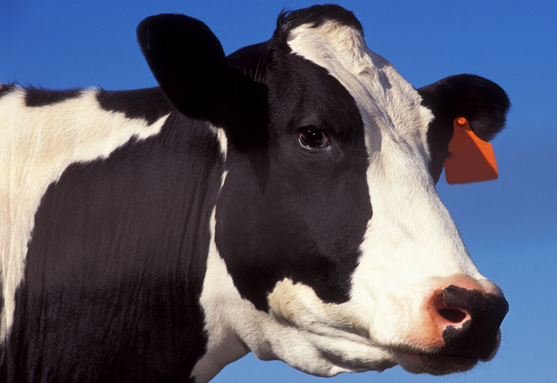 Illinois Alters Protocol After Cow Deaths