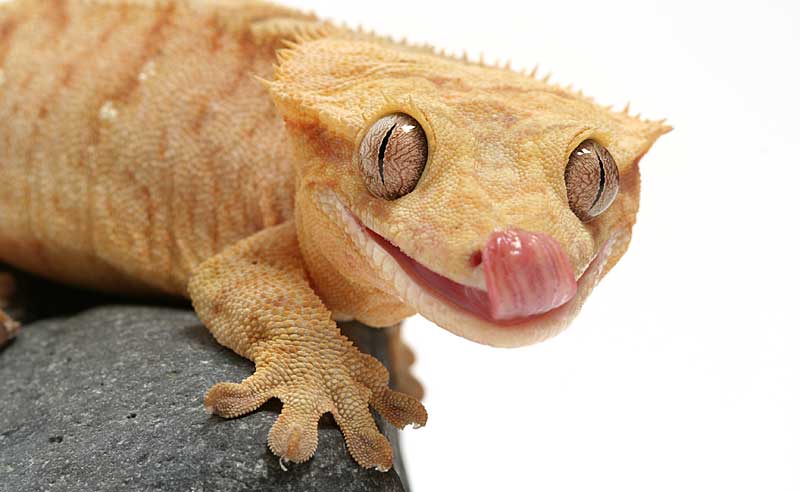 Salmonella Outbreak Tied to Crested Geckos