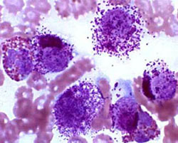 FDA Approves Canine Cancer Drug
