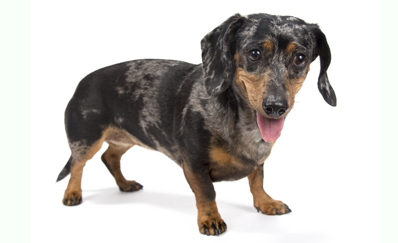 Canine Cancer Lab TVAX Gets $2 Million