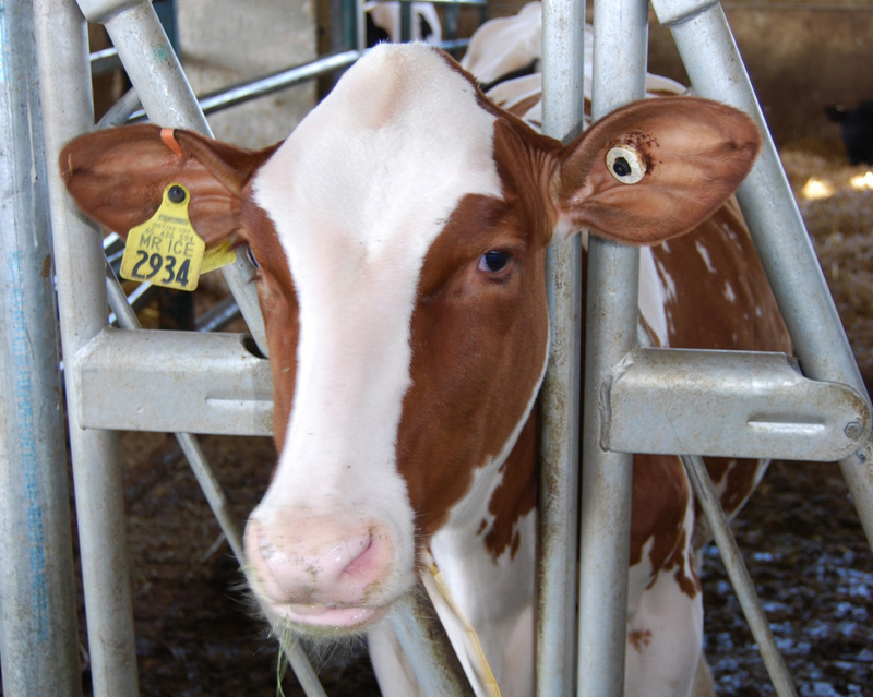 Study: Always Use Pain Meds During Dehorning