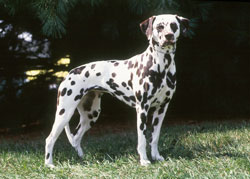 Gene Responsible For Bladder Stones In Dalmatians Found