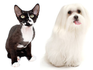 Certain Cats, Dogs Deemed Best Pets for Allergy Sufferers