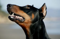 Illinois Holds Hearing On Tail Docking, Ear Cropping Restrictions