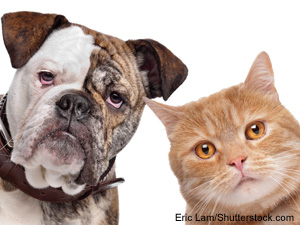 Banfield Documents Pet Life Spans, Common Ailments