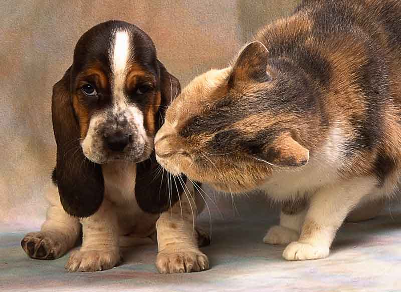 AVMA Releases Animal Ebola Advice