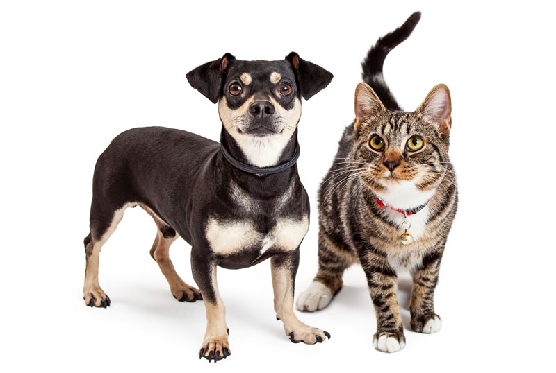 Pets Best Reveals Most Frequent Health Issues