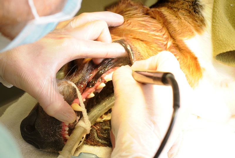 Veterinary Prices Inched Upward in 2015