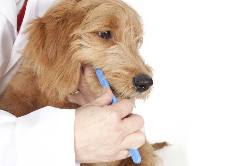Researchers Hope to Lick Canine Gum Disease