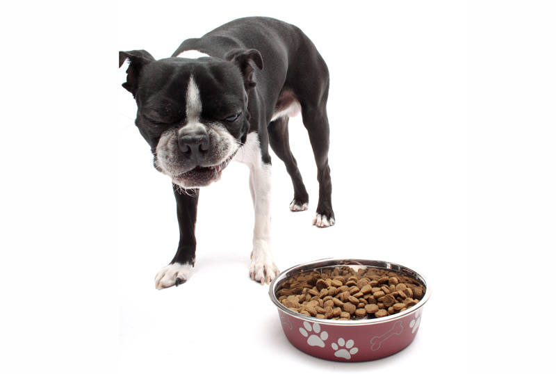 Aratana Optimistic About Canine Appetite Drug