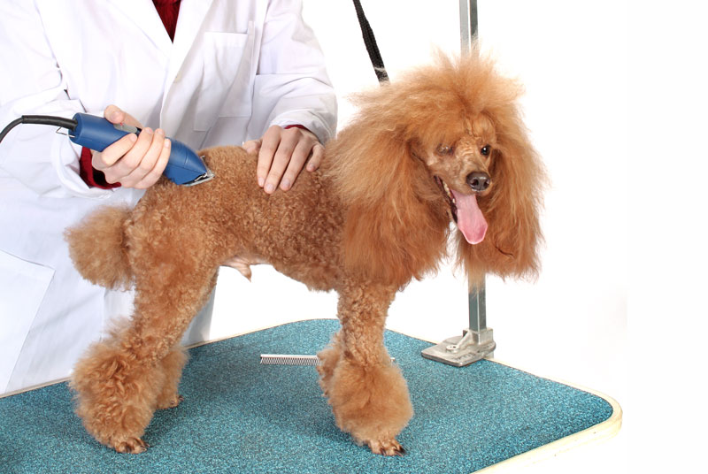 Industry-Wide Standards Approved for Pet Groomers
