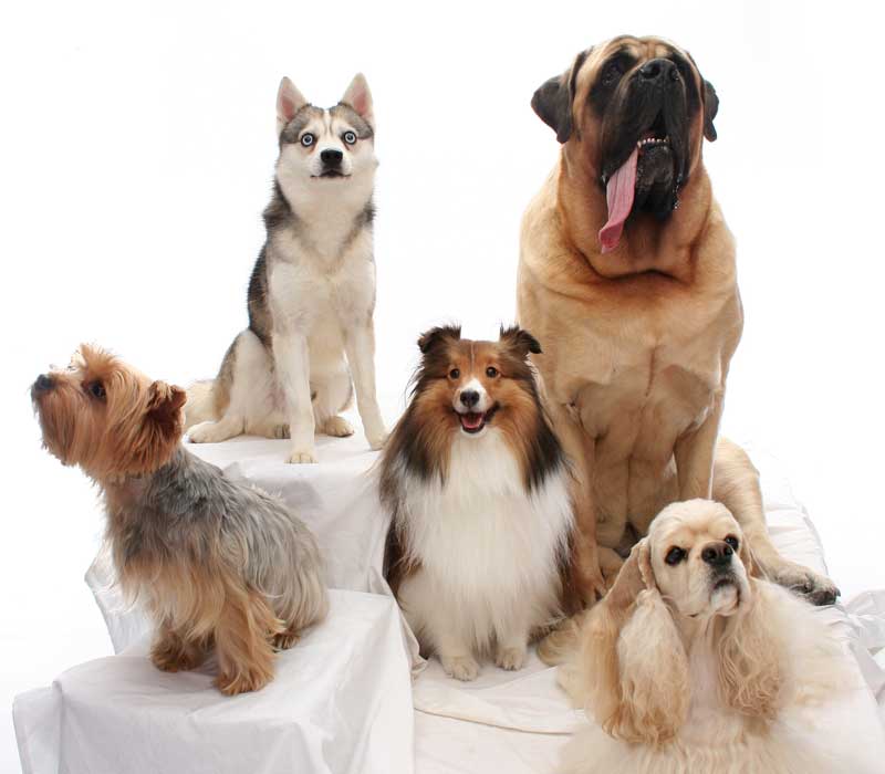 Grants Given to Fight Canine Epilepsy, Hypothyroidism