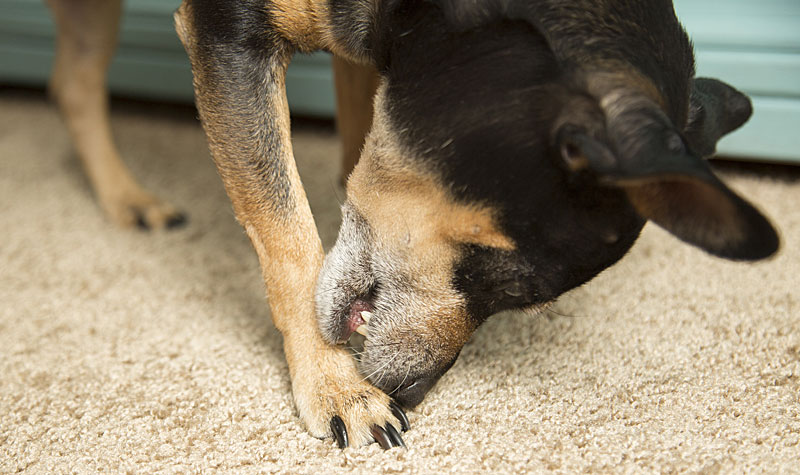 Zoetis Reveals Anti-Itch Therapy for Dogs