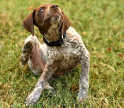 Dermatology: Dealing With Itchy Patients