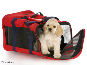 Proposed Law Would Permit Pets On Amtrak Trains