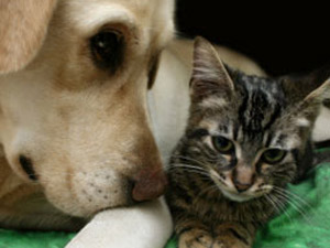 Pet Cancer Registry Grows Nationally