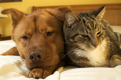 FDA Approves Vetsulin Critical-Need Program