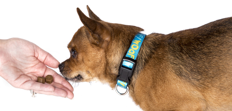 Pet Obesity Shows No Sign of Shrinkage