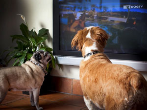 directv dog channel directv dog channel