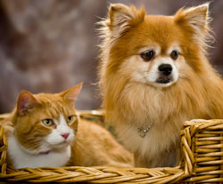 San Diego Approves Store Pet Sale Ban