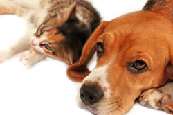 Petco And Blue Buffalo Join Forces To Battle Pet Cancer