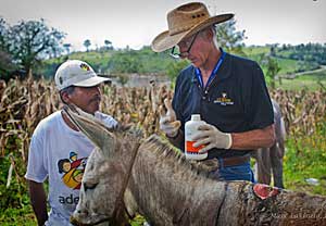 UC Davis To Host World’s First Donkey Conference