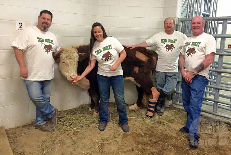 UT Helps Get Steer Back on His Feet