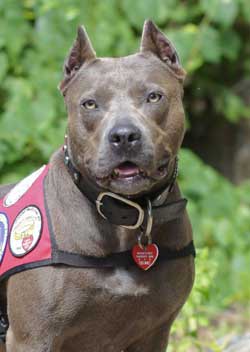 Pit Bull Takes Top Honors At Hero Dog Awards