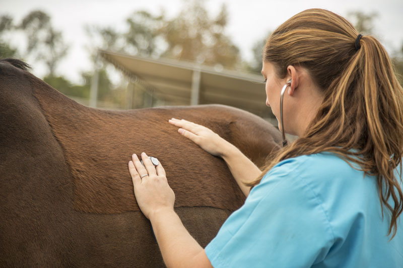 Study: Equine Vets Lagging in Business Skills