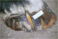 Study: Obese Horses Less Likely To Recover From Laminitis