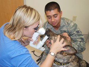 Free Eye Exams To Be Offered To Service Animals In May