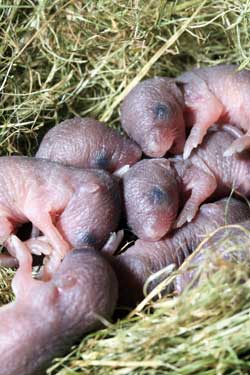 PIJAC Sets Care Standards for Feeder Rodent Industry