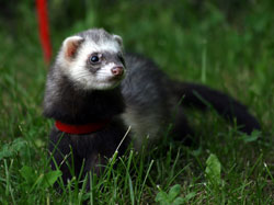 "Pocket Pet" Specialty Provisionally Recognized