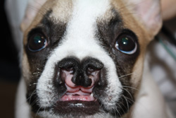 Veterinary And Human Craniofacial Patients Meet Face To Face