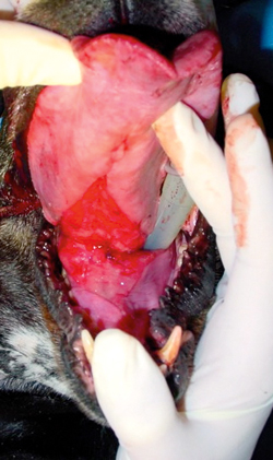 Aggressive Appearance Can Mimic Neoplasia